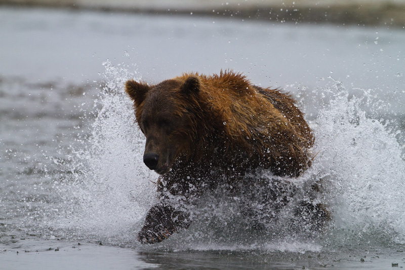 Grizzly Bear Chasing Salmon